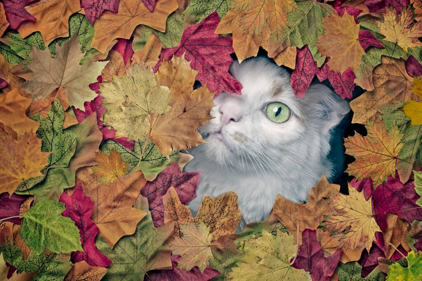 Χαριτωμένη γάτα longhair αναζητούν αστείο από μια τρύπα σε πολύχρωμα φύλλα του φθινοπώρου. - Φωτογραφία, εικόνα