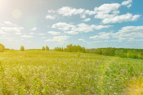 Piękne pole łąkowe ze świeżą trawą i żółtymi kwiatami mniszka lekarskiego w naturze przeciwko zamglonemu błękitnemu niebu z chmurami. Zielona łąka pod błękitnym niebem z chmurami. tło. stonowana - Zdjęcie, obraz