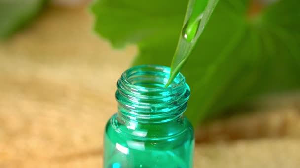 esencia herbal orgánica. gotea agua de las hojas en una botella de aceite esencial - Imágenes, Vídeo