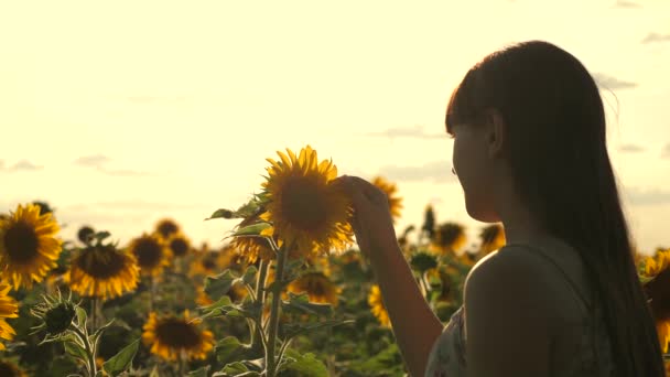 Junge freie Reisende in einem Sonnenblumenfeld bei Sonnenaufgang oder Sonnenuntergang ist sonnig. Ein junges gesundes Mädchen untersucht eine blühende Sonnenblume. schöne Mädchen reist in der Landschaft. Abenteuer und Reisen - Filmmaterial, Video