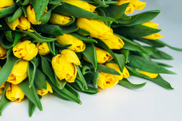 tulipanes amarillos aislados sobre fondo blanco. - Foto, imagen