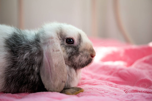 Zamknij jeden czarno-biały młody uroczy królik siedzi na różowym kocu. Cute baby Holandia Dwaf i Holandia lops królik na Wielkanoc - Zdjęcie, obraz