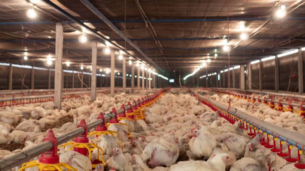 White chicken in smart farming business by auto feeding with yellow light background - Photo, Image
