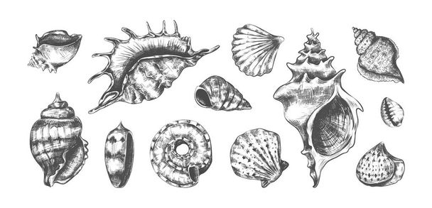 Handgezeichnete tropische Meeresmuscheln. Schwarz-weiße Skizze von Muscheln oder Spiralmuscheln. Unterwasserbewohner, Herzmuscheln. Muschel mit Perlen. Vektor Unterwasserfauna Set - Vektor, Bild