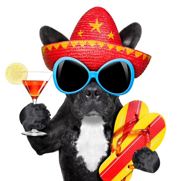 mexican dog - Foto, Imagem
