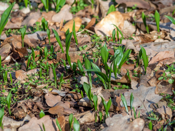 Allium ursinum, bekend als wilde knoflook, ramsons, buckrams, knoflook met brede bladeren, houtknoflook, berenprei of berenknoflook, een aangrijpende foto - Foto, afbeelding