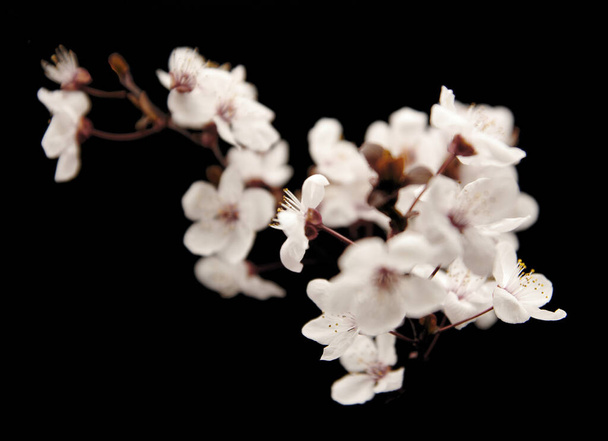 Fotografía de flores de fruta blanca sobre fondo negro, plano de estudio, macrofotografía de flores, - Foto, Imagen