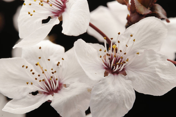 Fotografie weißer Fruchtblüten auf schwarzem Hintergrund, Studioaufnahme, Makrofotografie von Blumen, - Foto, Bild
