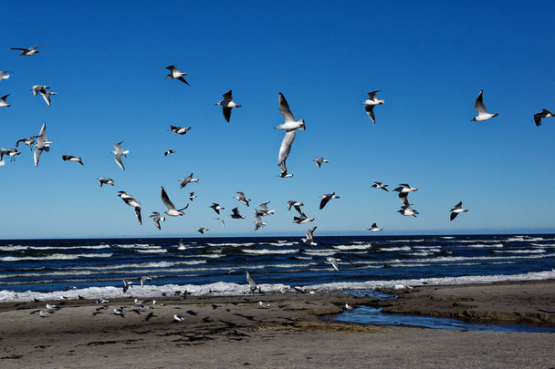 Un troupeau de mouettes vole dans les airs sur la plage. Mouettes sur le fond de la plage par une journée ensoleillée. Mouettes sur le fond de la mer et du sable. - Photo, image