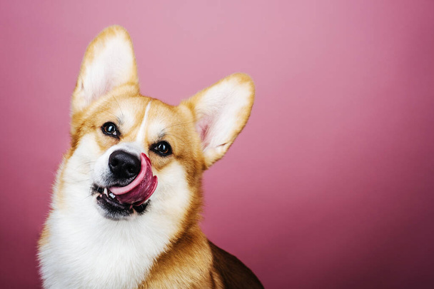 Primer plano retrato de perro sentado corgi pembroke galés con la lengua hacia fuera en el fondo rosa en el estudio - Foto, imagen