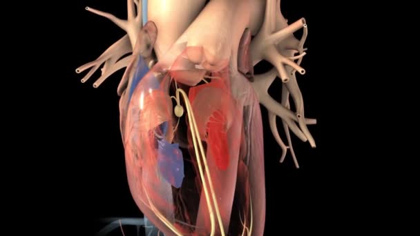 Herzanatomie AV-Atrioventrikularknoten für medizinisches Konzept 3D Illustration - Filmmaterial, Video