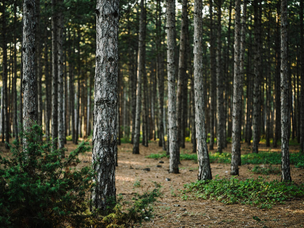 Natuur dennenbos frisse lucht Groen gras herfst - Foto, afbeelding