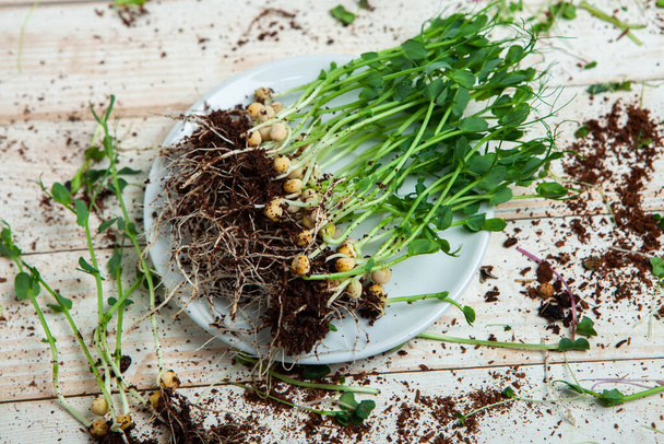 Levend voedsel van spruitjes. Thuis micro-planten kweken. Rauwe planten voor veganisten. Natuurlijke detox - Foto, afbeelding