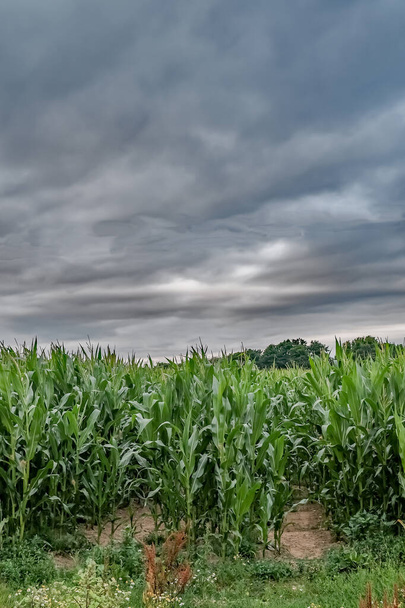 Arable field of corn in the Norfolk countryside on an overcast and stormy day - Photo, Image