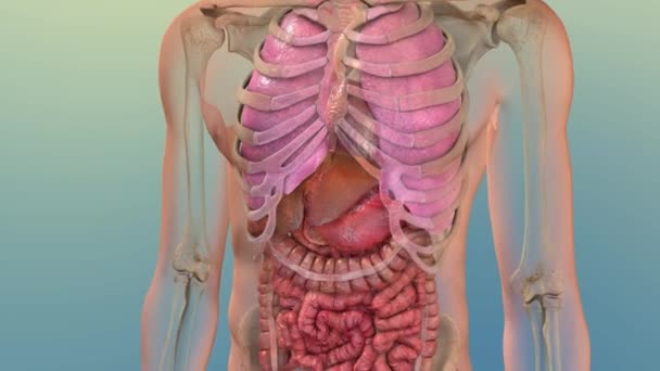 Ihmisen sisäinen ruoansulatuskanavan maksan anatomian animaatio käsite. 3D - Materiaali, video