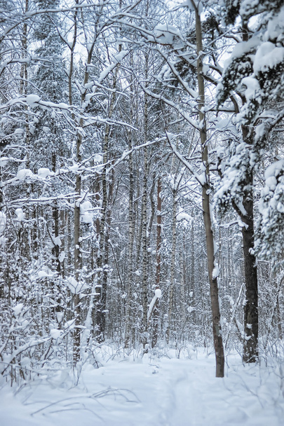 Snow covered woodland scene with copy space - Fotoğraf, Görsel