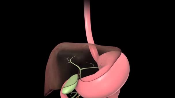 female-male digestive and reproductive system - Footage, Video