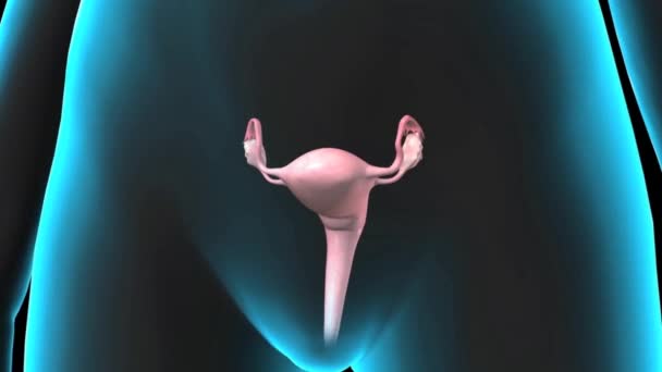 Anatomie van het vrouwelijke voortplantingssysteem. 3D - Video