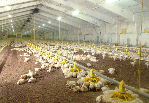Poultry farm. Little yellow chickens in the pavilion. - Photo, Image