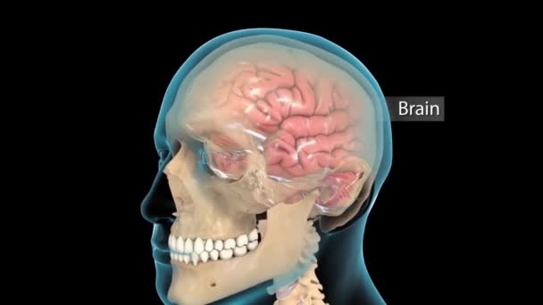 Conceptuele animatie met neuronale activiteit in de menselijke hersenen. - Video