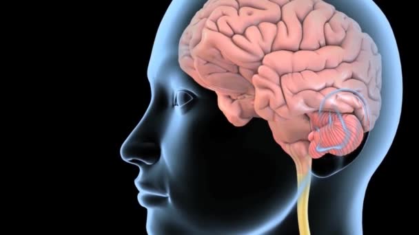 Cerebro, médula espinal y sistema nervioso - Metraje, vídeo