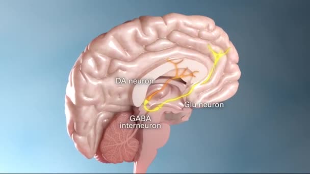 Cerveau tournant montrant une demi-section du cerveau. - Séquence, vidéo