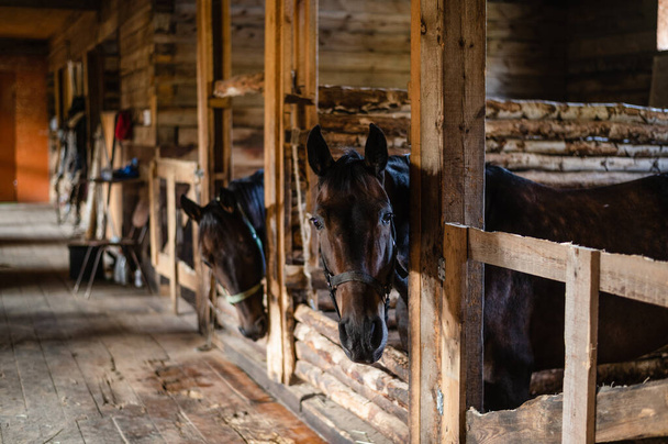 Portret dwóch kasztanowatych koni w drewnianej stajni - Zdjęcie, obraz