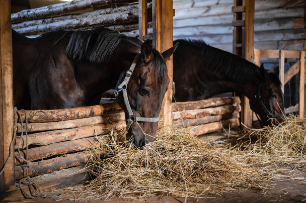 Na farmie, przed ujeżdżeniem, konie jedzą siano tak, że jest energia do biegania - Zdjęcie, obraz