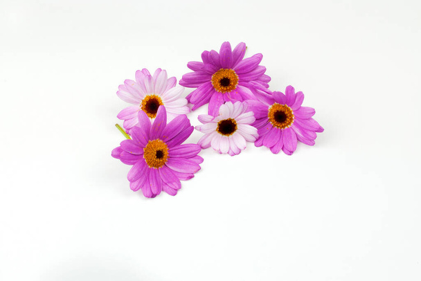 Свежеобрезанные фиолетовые маргаритки на белом фоне - Фото, изображение