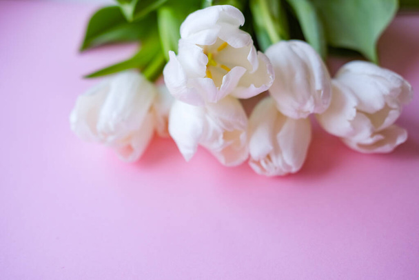 Nők napja. Anyák napja. Fehér tulipán rózsaszín hátteren.Tavaszi virágok.Március 8. Virágos háttér. - Fotó, kép