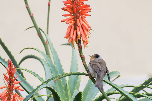Aloe vera bitkisinin üzerindeki avrasya siyah başlıklı kuş silvia atricapilla. - Fotoğraf, Görsel