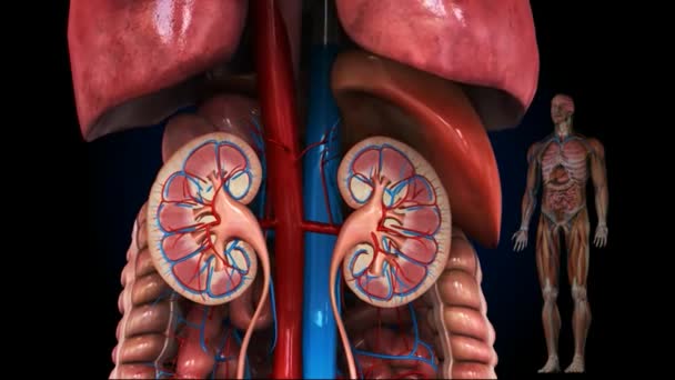 Lékařsky přesné ilustrace ledvin - Záběry, video