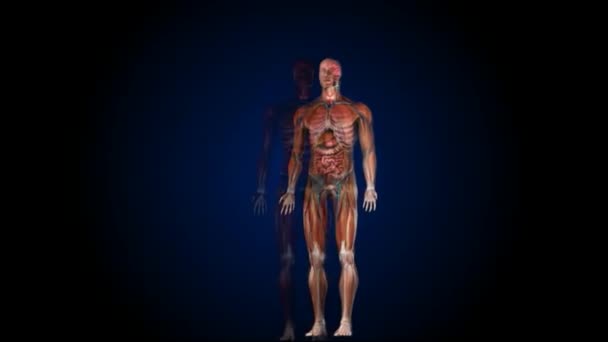 Ihmisen aivot ja hermoston anatomia. 3D - Materiaali, video