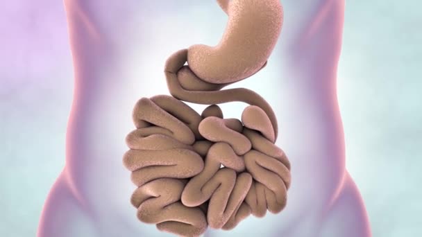 Sistema digestivo umano Anatomia Concetto di animazione. 3D - Filmati, video