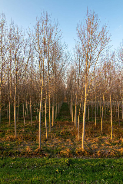 Fila di alberi sulla riva del fiume Po - Foto, immagini
