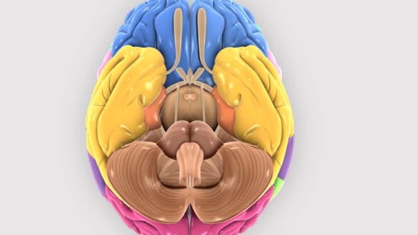 Rotación cerebral mostrando la mitad de la sección del cerebro. - Imágenes, Vídeo