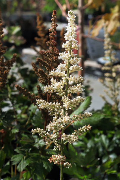 Цвіте білі квіти астільби влітку
 - Фото, зображення
