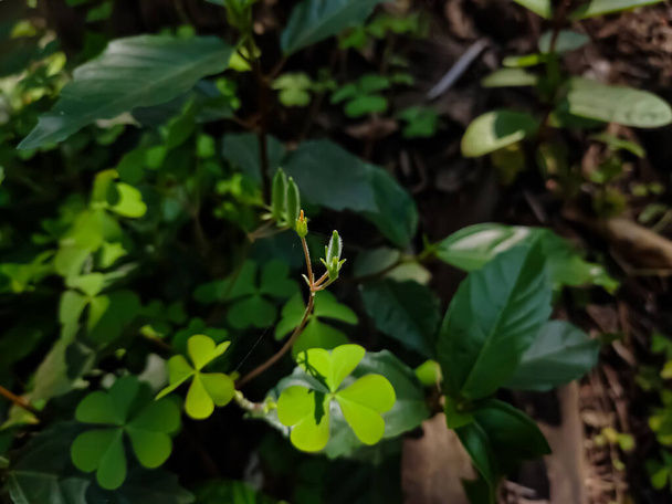 Oxalis corniculata, повзучий лісовий сорт, нагадує звичайну жовту деревну курку, Oxalis stricta. Це делікатна рослина з низьким ростом, трав'яниста рослина в родині Oxalidaceae.. - Фото, зображення