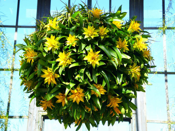 The hanging tropical plants of Guzmania Depladia Diana in round shape - Photo, Image