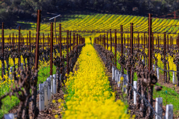 Золотисто-желтые горчичные цветы, цветущие между виноградных лоз на винограднике весной в долине Янтвиль-Напа, Калифорния, США - Фото, изображение