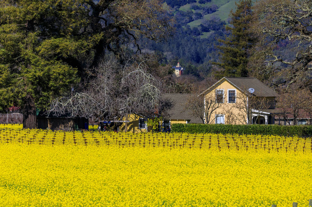 Napa Vadisi, Kaliforniya, ABD 'de üzüm bağları arasında sarı hardal çiçekleri - Fotoğraf, Görsel