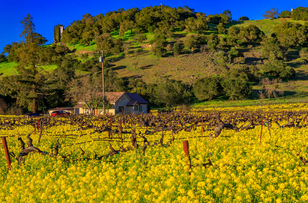 Flores de mostarda amarela entre videiras em Napa Valley, Califórnia, EUA - Foto, Imagem