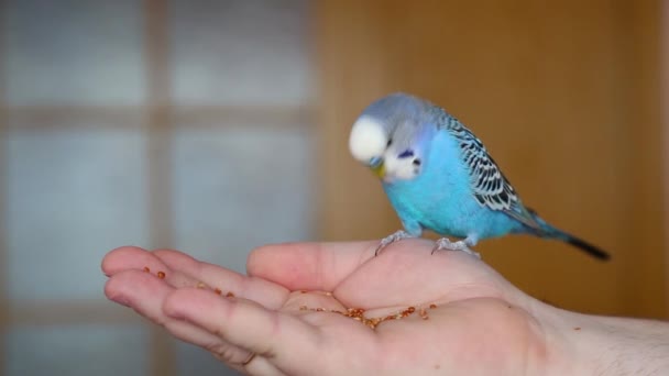 A budgie pecks food from the palm of a persons hand. A tame bird. - Footage, Video