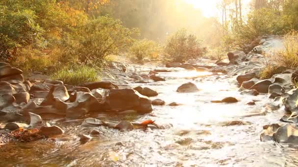 Ruisseau coulant dans le district de Samang, province de Chiangmai Thaïlande - Séquence, vidéo