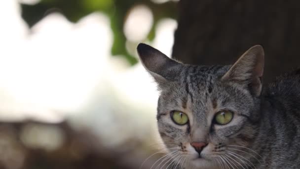 Πιο κοντά βίντεο κλιπ μιας προσεκτικής γάτας συντροφιάς που ξεκουράζεται στη σκιά, έννοια για Alert, χαλαρό, άγριο πλάσμα, λεπτομέρεια πρόσωπο γάτα, κίτρινο μάτι γάτα - Πλάνα, βίντεο