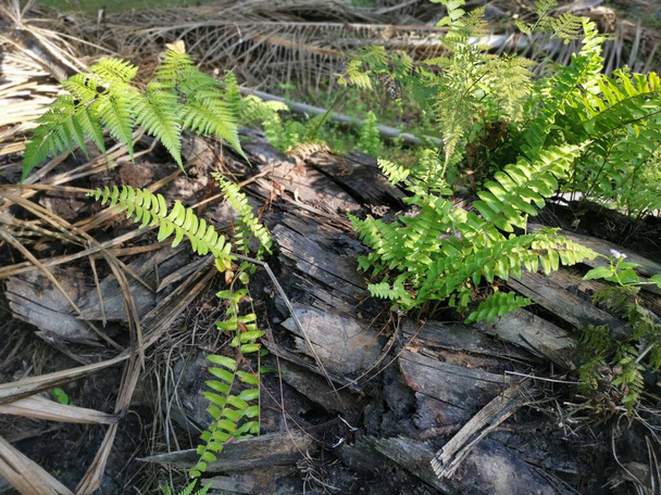 green leafy brittle bladder fern - Photo, Image