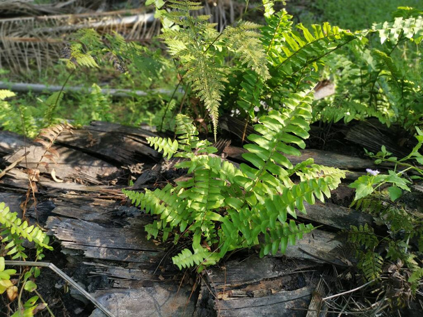 green leafy brittle bladder fern - Photo, Image