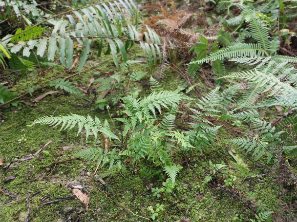 fougère davallia canariensis à feuilles vertes  - Photo, image