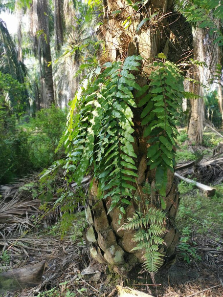 fougère néphrolepis biserrata à feuilles vertes - Photo, image