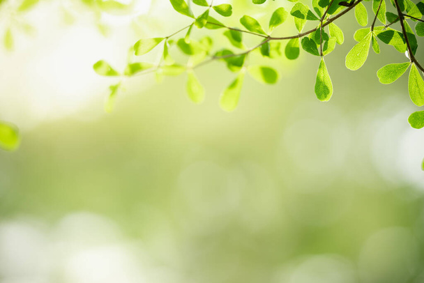 Красивый вид на природу зеленый лист на размытом зеленом фоне под солнечным светом с боке и копировать пространство, используя в качестве фона природные растения пейзаж, экология концепции обоев. - Фото, изображение